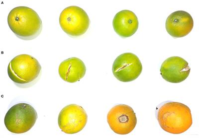 A Deep Learning-Based Vision System Combining Detection and Tracking for Fast On-Line Citrus Sorting